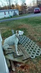 Lost Female Dog last seen Oakhill Church, Buncombe County, NC 28715
