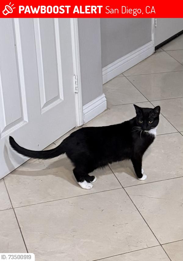 Lost Female Cat last seen Near cimarron crest drive, San Diego, CA 92127