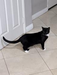 Lost Female Cat last seen Near cimarron crest drive, San Diego, CA 92127