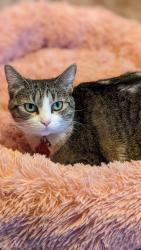 Reunited Female Cat last seen 46th and Eagle Creek Parkway, Indianapolis, IN 46254