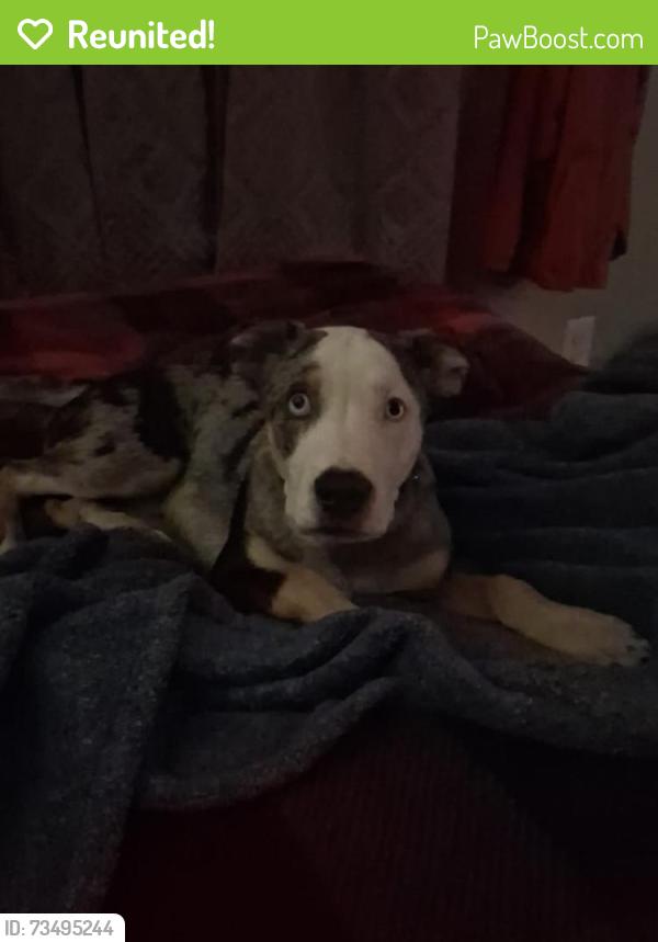 Reunited Male Dog last seen Christian Light and Jackson Rd, Fuquay-Varina, NC 27526