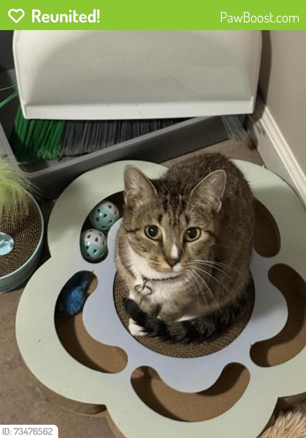 Reunited Female Cat last seen Emporia, st Francis, 16th st, 14-15th st., Wichita, KS 67214