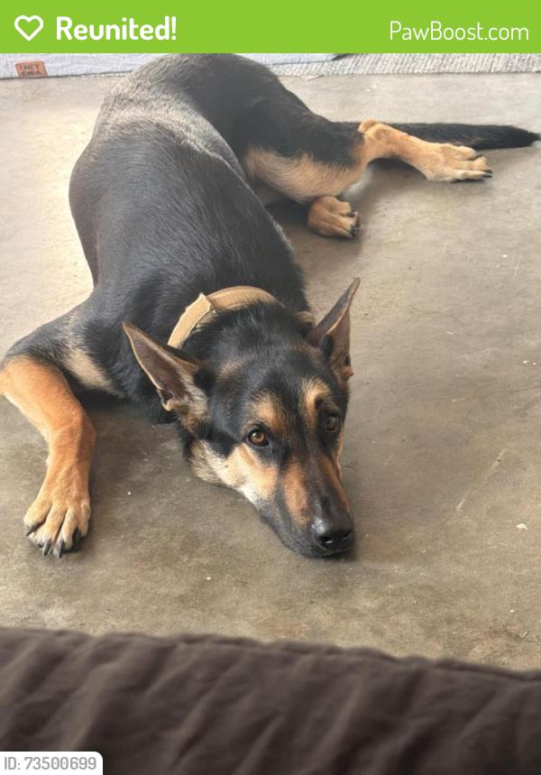 Reunited Male Dog last seen Near Palm circle tx, Austin, TX 78741