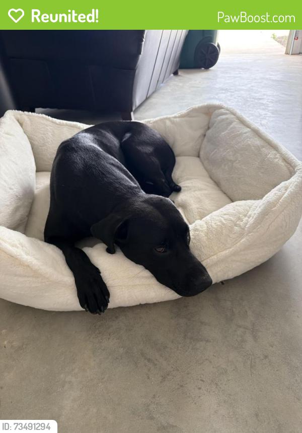Reunited Female Dog last seen Hwy 19 outside of Thomasville before Camilla, Thomasville, GA 31758