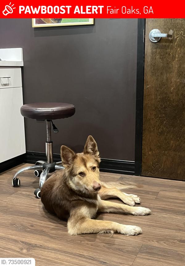 Lost Female Dog last seen Near Gober Ave, Fair Oaks, GA 30080