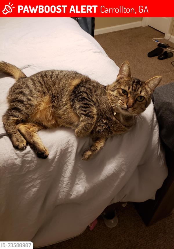 Lost Male Cat last seen Glen way neighborhood off of Columbia drive., Carrollton, GA 30117