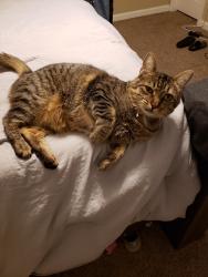 Lost Male Cat last seen Glen way neighborhood off of Columbia drive., Carrollton, GA 30117