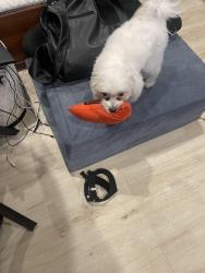 Lost Male Dog last seen 21st Street and Olive Ave., Long Beach, CA 90813