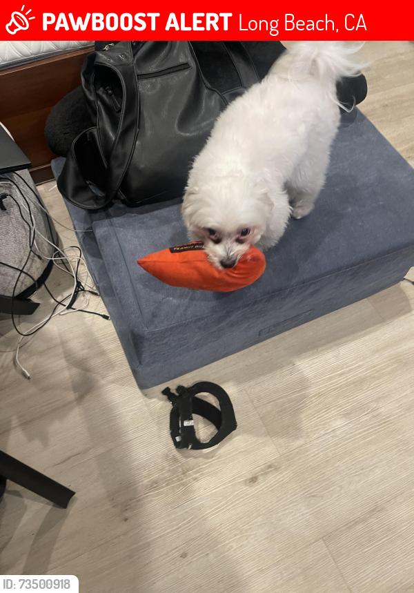 Lost Male Dog last seen 21st Street and Olive Ave., Long Beach, CA 90813