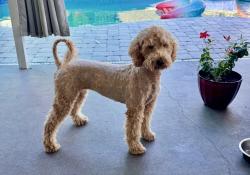 Lost Female Dog last seen Turner road, Mulberry, FL 33860