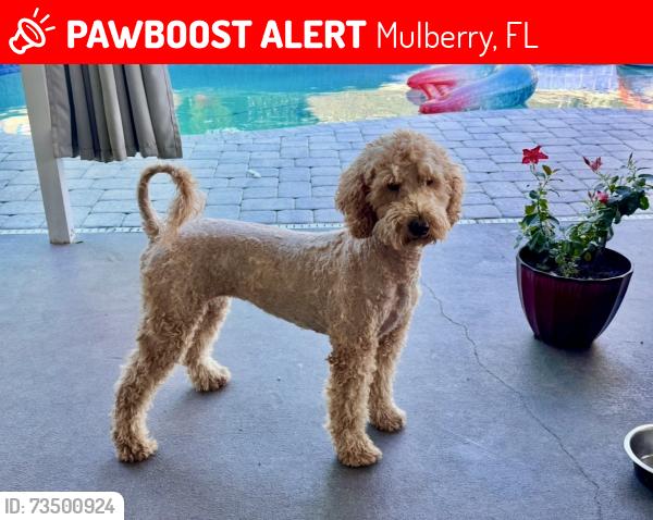 Lost Female Dog last seen Turner road, Mulberry, FL 33860