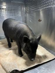 Shelter Stray Male Livestock last seen , 4000 N Silverbell Rd, Tucson, AZ 85745, USA