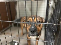 Shelter Stray Male Dog last seen Near BLOCK OAKDALE AVE/GREER AVE, 10521 Baur Blvd, Olivette, MO 63132, USA