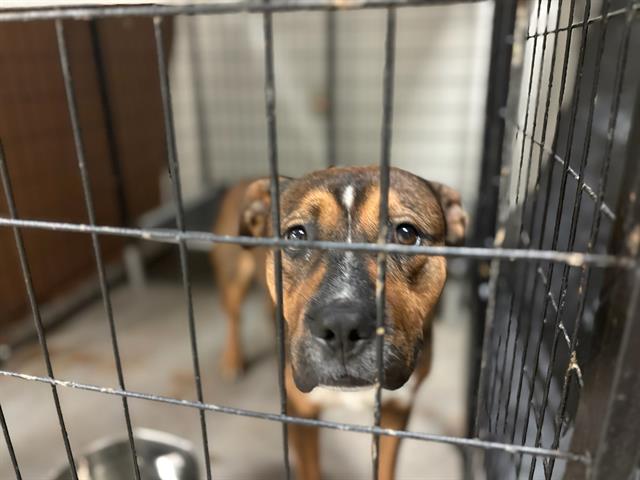 Shelter Stray Male Dog last seen Near BLOCK OAKDALE AVE/GREER AVE, 10521 Baur Blvd, Olivette, MO 63132, USA
