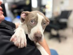 Shelter Stray Male Dog last seen Near BLOCK SWITZER AVE/GOODFELLOW BLVD,63136, 10521 Baur Blvd, Olivette, MO 63132, USA