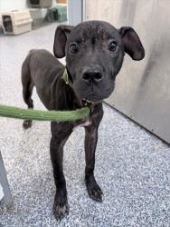 Shelter Stray Male Dog last seen CHARLOTTE, 8315 Byrum Dr, Charlotte, NC 28217, USA