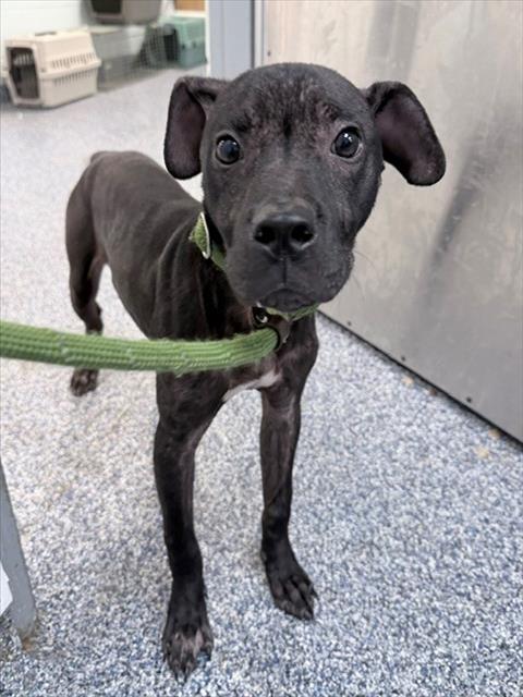 Shelter Stray Male Dog last seen CHARLOTTE, 8315 Byrum Dr, Charlotte, NC 28217, USA