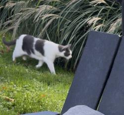 Found/Stray Unknown Cat last seen washington ave, Newtown, PA 18940