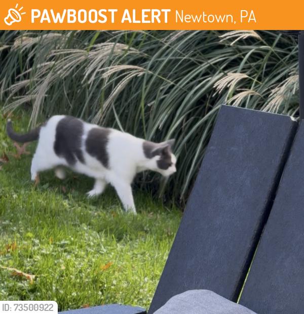 Found/Stray Unknown Cat last seen washington ave, Newtown, PA 18940
