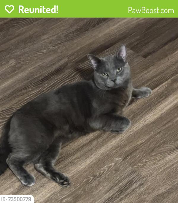 Reunited Male Cat last seen Broadmoor bluffs pt & Timberview pt, Colorado Springs, CO 80906