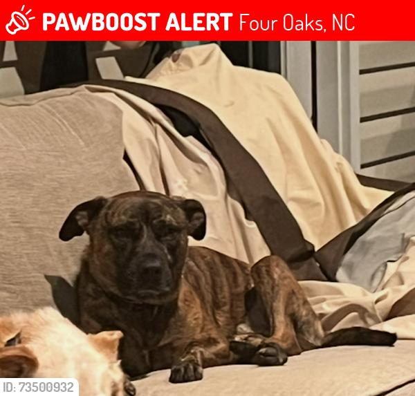 Lost Male Dog last seen Mile 158 hwy 95 north, Four Oaks, NC 27524