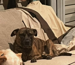 Lost Male Dog last seen Mile 158 hwy 95 north, Four Oaks, NC 27524