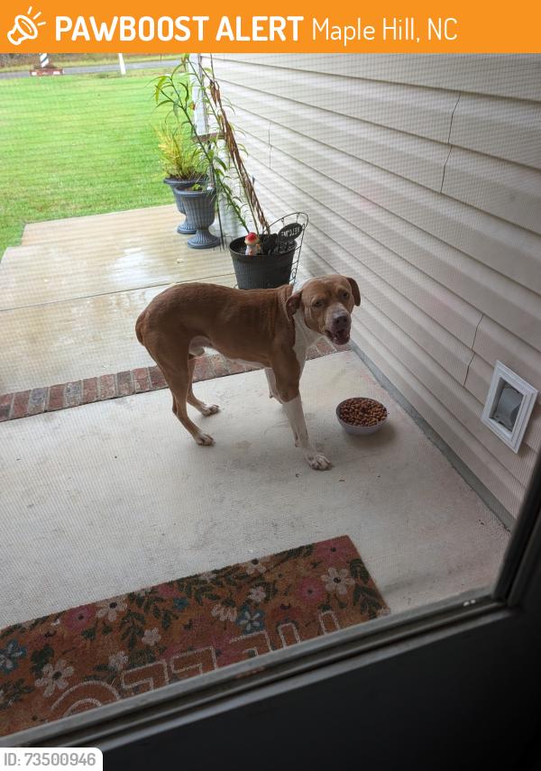 Found/Stray Male Dog last seen Haws Run Rd, Maple Hill, NC 28454