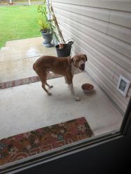 Found/Stray Male Dog last seen Haws Run Rd, Maple Hill, NC 28454