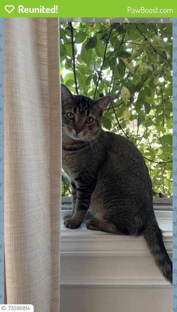 Reunited Male Cat last seen Byrds Pond Rd, US 401-S, Erwin, NC 28339
