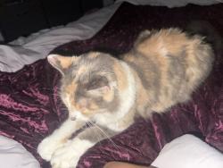 Reunited Female Cat last seen Near, Katy, TX 77449