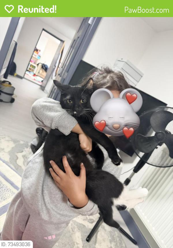 Reunited Male Cat last seen In our back garden, Longsight, England M12 5QY