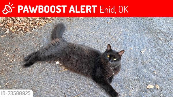 Lost Male Cat last seen Rose Tree Lane, Enid, OK 73703