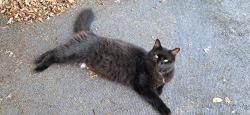 Lost Male Cat last seen Rose Tree Lane, Enid, OK 73703