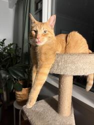 Reunited Male Cat last seen Mimico Go Station, Toronto, ON M8Y 2W4