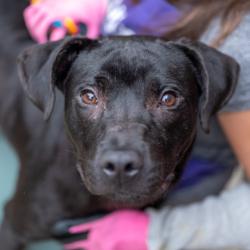Shelter Stray Male Dog last seen Near River Road, 30294, GA, 3280 Chamblee Dunwoody Rd, Chamblee, GA 30341, USA