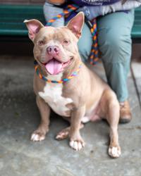 Shelter Stray Male Dog last seen Near Fields Dr Lithonia, 30038, 30038, GA, 3280 Chamblee Dunwoody Rd, Chamblee, GA 30341, USA