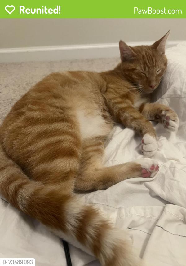 Reunited Unknown Cat last seen Hemlock Way, Mallory Creek, Leland, NC 28479