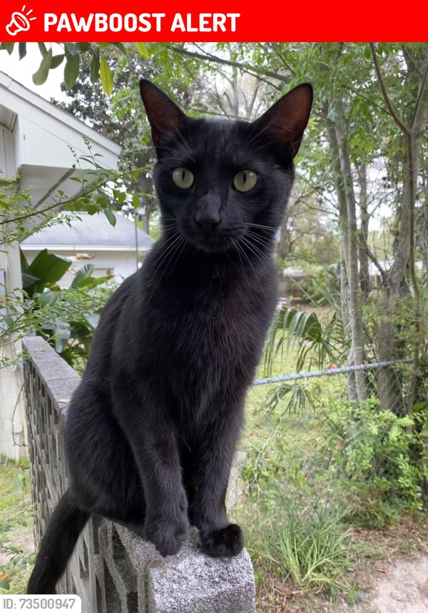Lost Male Cat last seen Rickey Avenue near the briarwood apmts, Fort Walton Beach, FL 32547