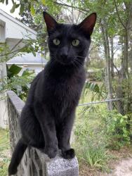 Lost Male Cat last seen Rickey Avenue near the briarwood apmts, Fort Walton Beach, FL 32547