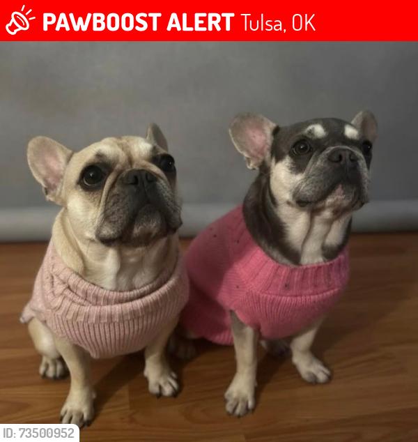 Lost Female Dog last seen East 21 & 129th e ave garnett, Tulsa, OK 74129
