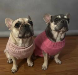 Lost Female Dog last seen East 21 & 129th e ave garnett, Tulsa, OK 74129