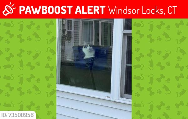 Lost Male Cat last seen Polk and Green Manor, Windsor Locks, CT 06096