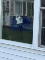 Lost Male Cat last seen Polk and Green Manor, Windsor Locks, CT 06096