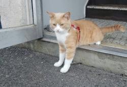 Lost Male Cat last seen Club de Gold Vaudreuil, Vaudreuil-Dorion, QC J7V 0H4