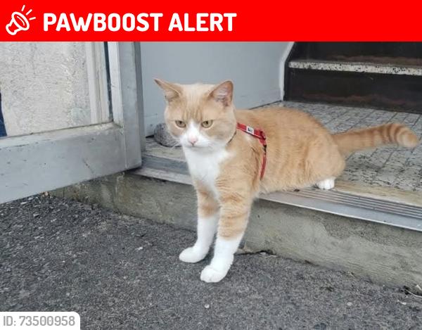 Lost Male Cat last seen Club de Gold Vaudreuil, Vaudreuil-Dorion, QC J7V 0H4