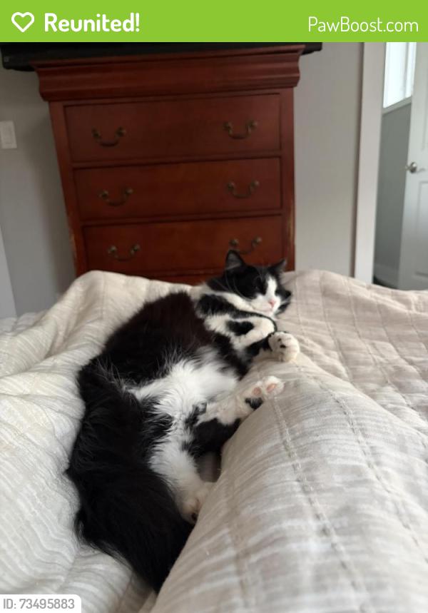 Reunited Female Cat last seen Campbell and Palmer, Chicago, IL 60647