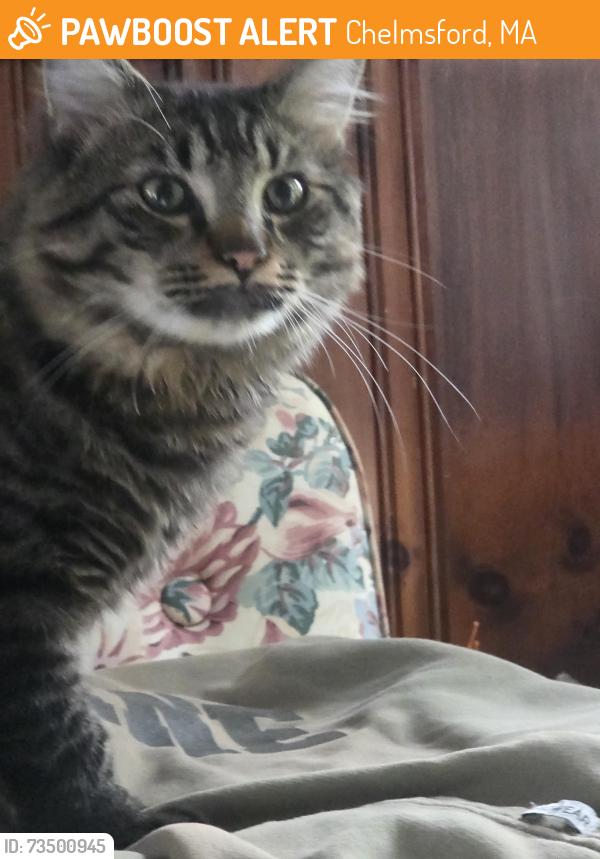 Found/Stray Male Cat last seen Behind Senior Center, Chelmsford, MA 01879