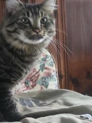 Found/Stray Male Cat last seen Behind Senior Center, Chelmsford, MA 01879