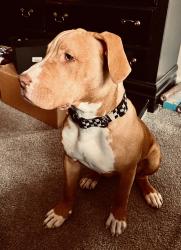 Lost Male Dog last seen 23rd Court NW, Birmingham, AL 35215
