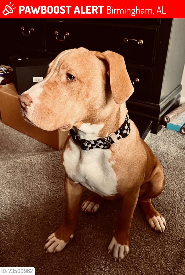 Lost Male Dog last seen 23rd Court NW, Birmingham, AL 35215